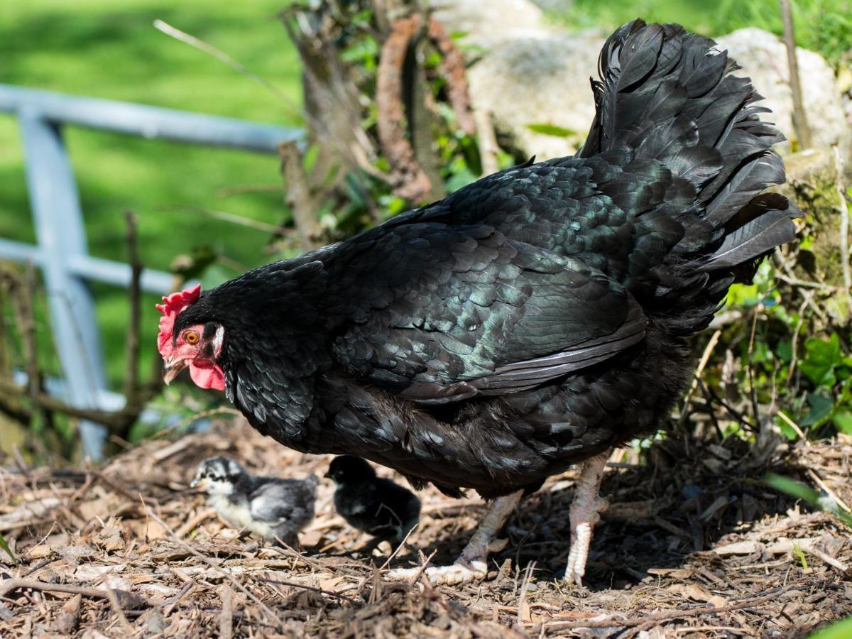 Abhainn Ri Farmhouse Blessington Zewnętrze zdjęcie