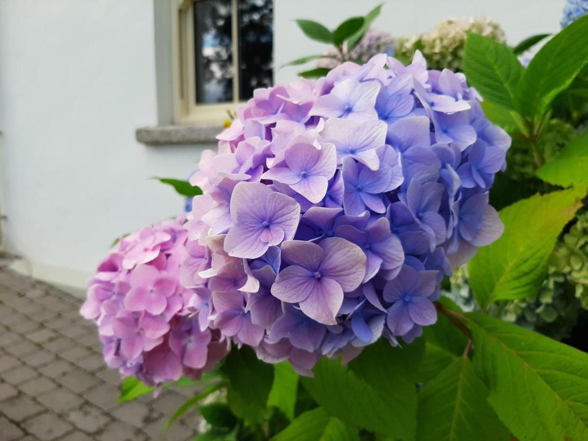 Abhainn Ri Farmhouse Blessington Zewnętrze zdjęcie