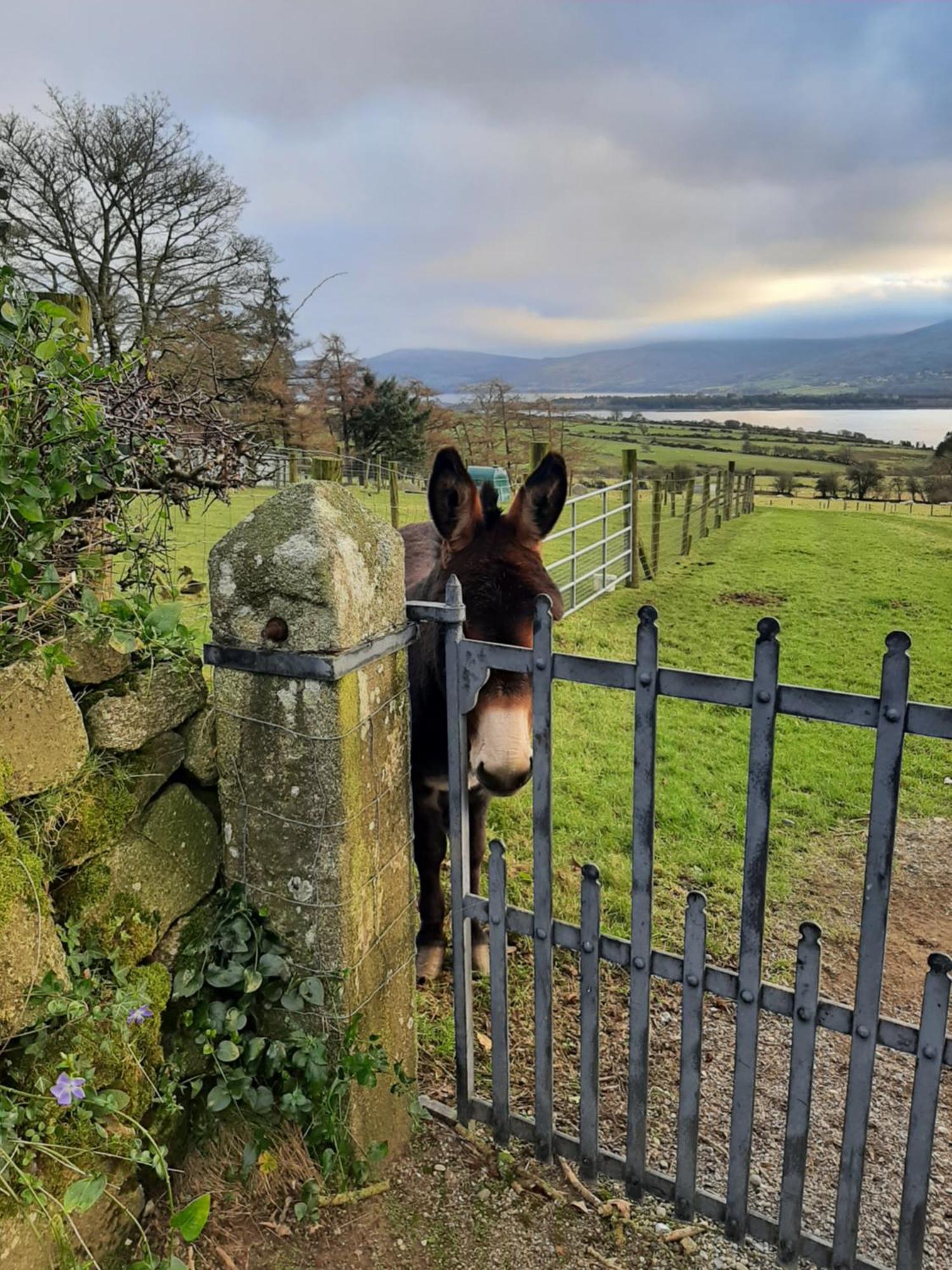 Abhainn Ri Farmhouse Blessington Zewnętrze zdjęcie